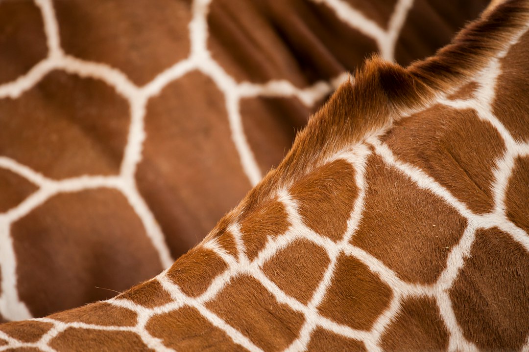 Giraffe wanddecoratie in een moderne eetkamer. Giraffe wanddecoratie in een moderne eetkamer.